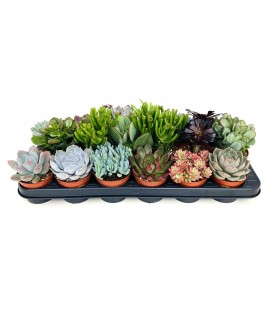 Succulentes pot de 8.50 par 18