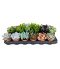 Succulentes pot de 8.50 par 18