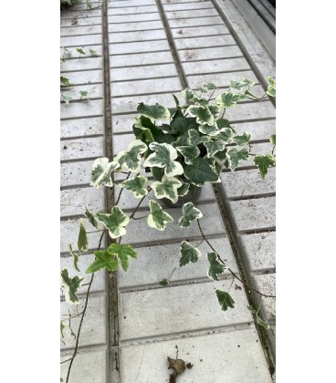 Lierre panaché pot 10.5