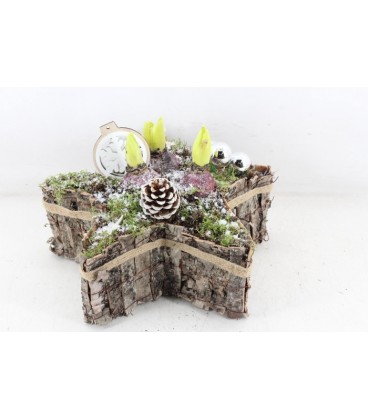 Compo Etoile ecorce x 3 j