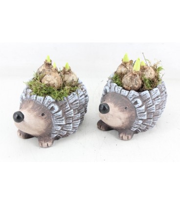 Compo Herisson x 3 j