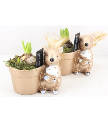 Compo ecureuil x 1 j