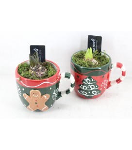 Compo Tasse Couleur tres noel x 1 j