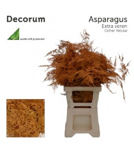 Asparagus teinté Cuivre 55 cm