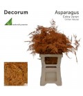 Asparagus teinté Cuivre