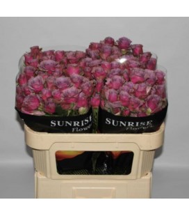 Rose Branchue Purple sky 70 cm