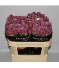 Rose Branchue Purple sky 70 cm
