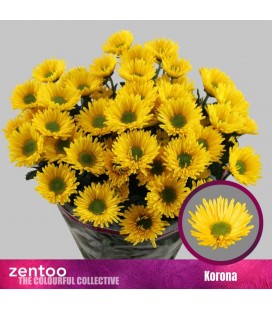 Chrysantheme Korona 70 cm