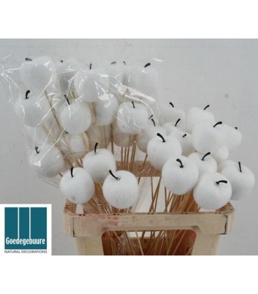 Pics Pomme blanche x 10