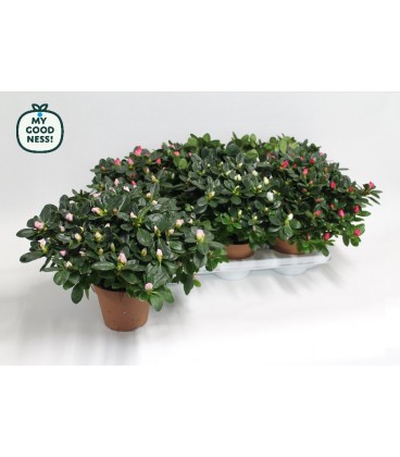 Azalée My goodness Ø 15