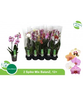 Phalaeno mix Ø12 h 55 cm 2 b