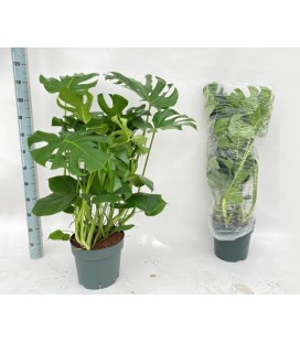 Monstera Deliciosa pot 30 H 120