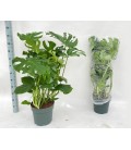 Monstera Deliciosa pot 30 H 120