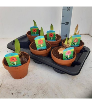 Amaryllis pot de 15 dif couleurs