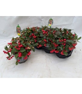Gaulteria pot de 13 Big Berry