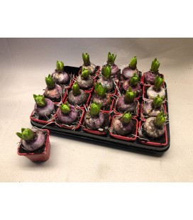 Jacinthe Jan bos pot de 7