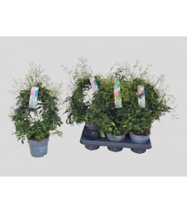 Jasmin polyanthum pot de 12 h 40