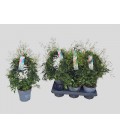 Jasmin polyanthum pot de 12 h 40
