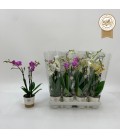 Phalaenopsis mix Ø 09 h 40