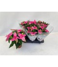 Poinsettia prin ho pink Ø 12