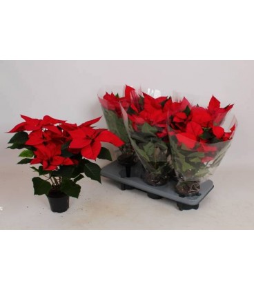 Poinsetia Mars Pot de 13