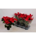 Poinsetia Mars Pot de 13