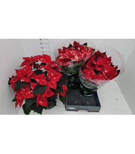 Poinsettia Fantas star Ø 22