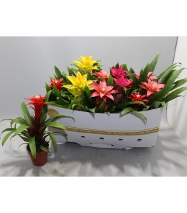 Guzmania mix Ø 10.5