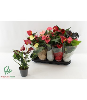 Anthurium Mix Ø 9h30