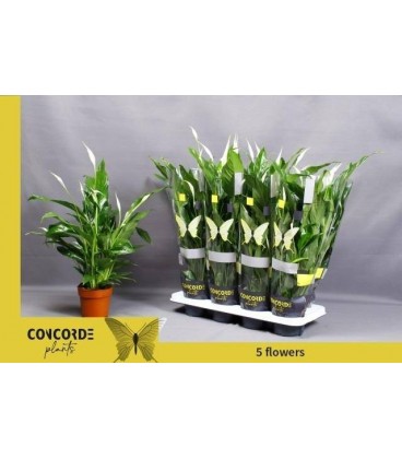 Spathiphyllium Sweet benito Ø 13