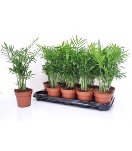 Chamaedora elegans Ø 12