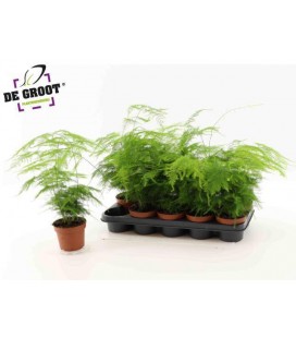 Asparagus Setaceus pot de 12