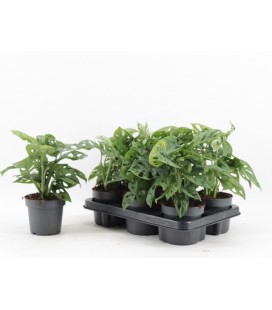 Monstera Monkey Ø12