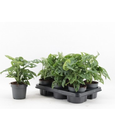 Monstera Monkey Ø12