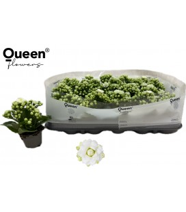 Kalankoe Greta Ø 06