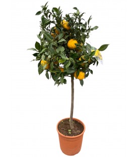 Citronier  YUZU Ø 25