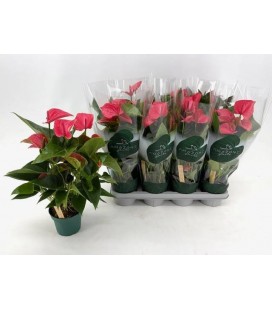 Anthurium Melito Ø 14