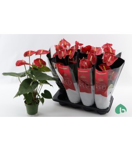 Anthurium Madural Ø 14