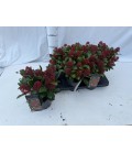 Skimmia rub Ø 15 h 35