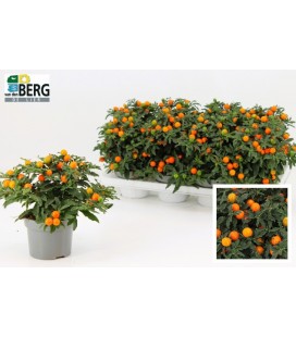 Solanum pot de 13