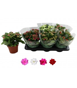 Kalanchoe pot de 15 mix