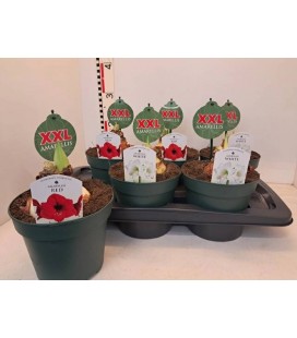 Amaryllis pot de 17 mix coul