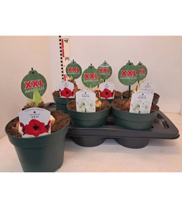 Amaryllis pot de 14 mix 4 coul