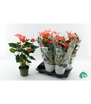 Anthurium Mad Orange pot de 17