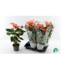 Anthurium Mad Orange pot de 17