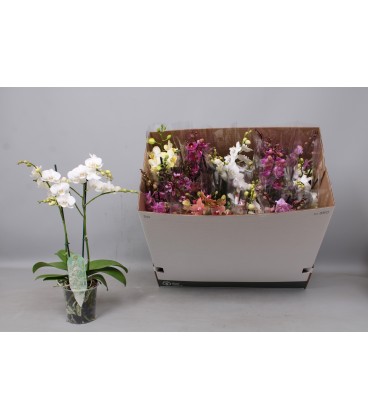 Phalaeno MF mix coul Ø 12 h55 2/3b