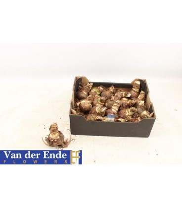 Amaryllis bulbes nature