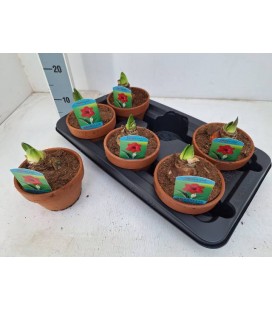Amaryllis Amorita Danu Ø 15 terre