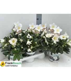 Hellebore Wintergo Ø14 