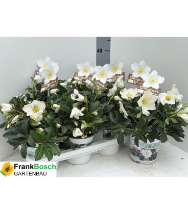 Hellebore Wintergo Ø14 h 30